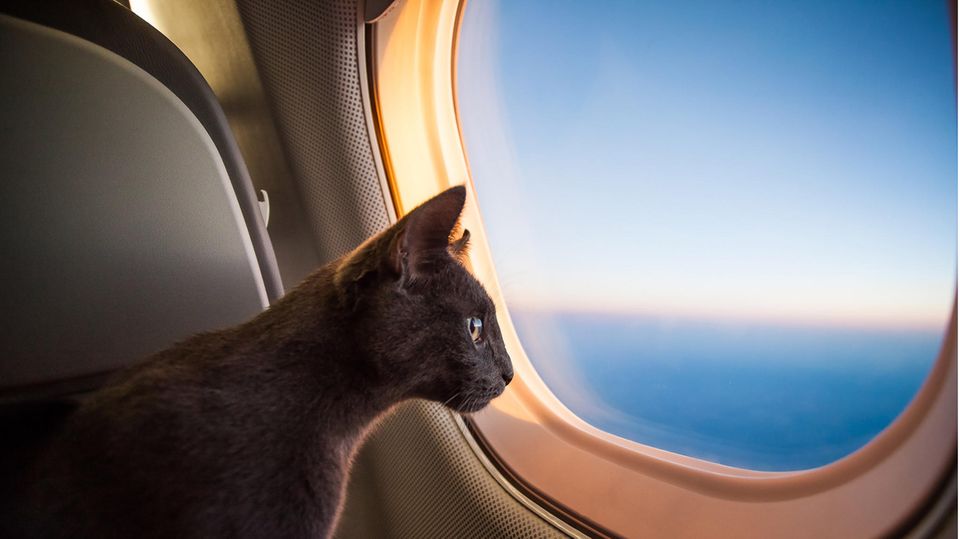 Katze im Flugzeug