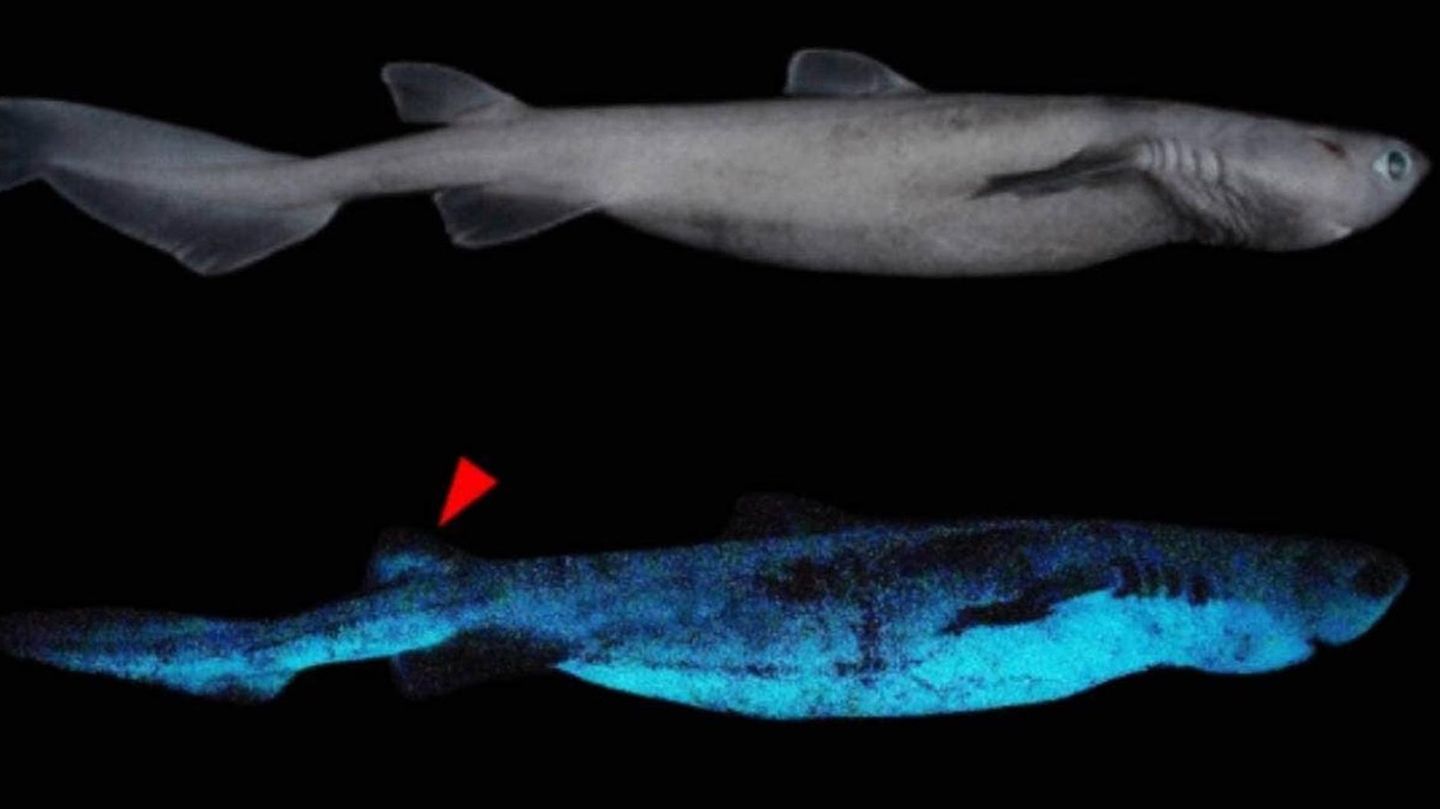 New Zealand: This shark is considered the largest luminous animal underwater