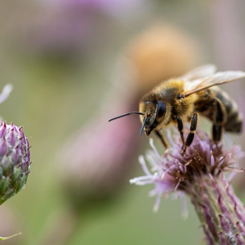 Biene auf einer Blume