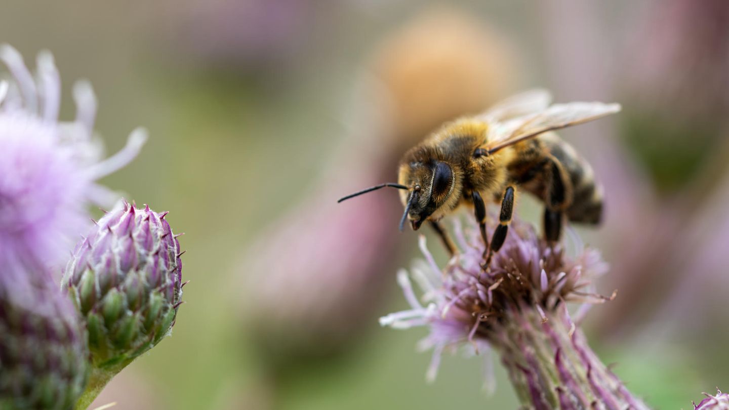 Biene auf einer Blume