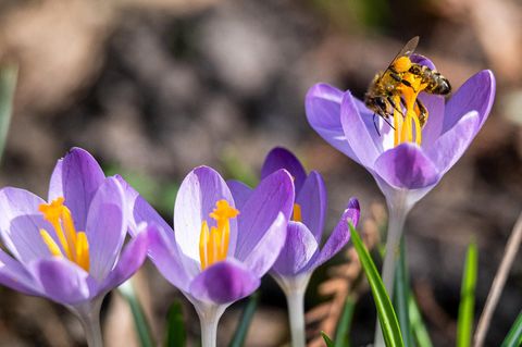 Wie pflanze ich Blumen richtig für den Frühling an? – Eine Floristin erklärt