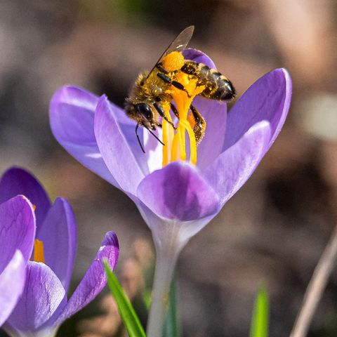 Wie pflanze ich Blumen richtig für den Frühling an? – Eine Floristin erklärt