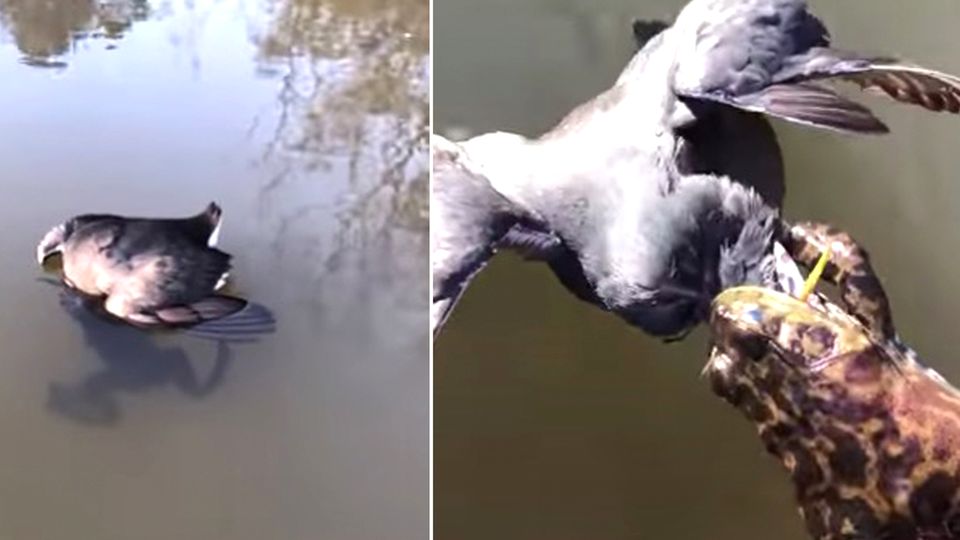 Frosch frisst Vogel Ochsenfrosch