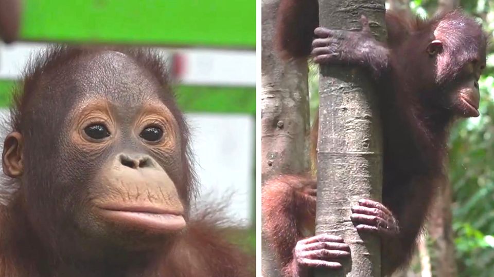 Am Hals gefesselt und in Hütte festgehalten – befreiter Orang-Utan lernt Klettern