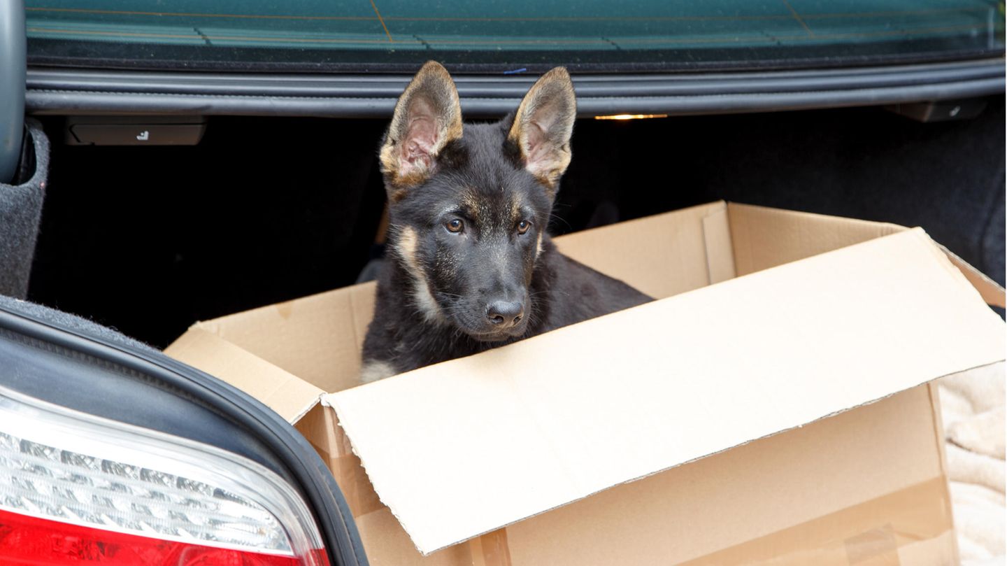 Dunkler Schäferhund-Welpe sitzt in einem Papierkarton im Kofferraum eines Autos