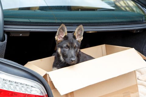 Dunkler Schäferhund-Welpe sitzt in einem Papierkarton im Kofferraum eines Autos
