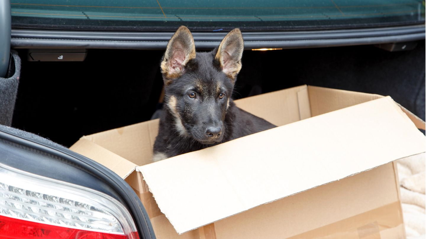 Welpenhandel Mann Aus England Darf Keine Hunde Mehr Halten Stern De