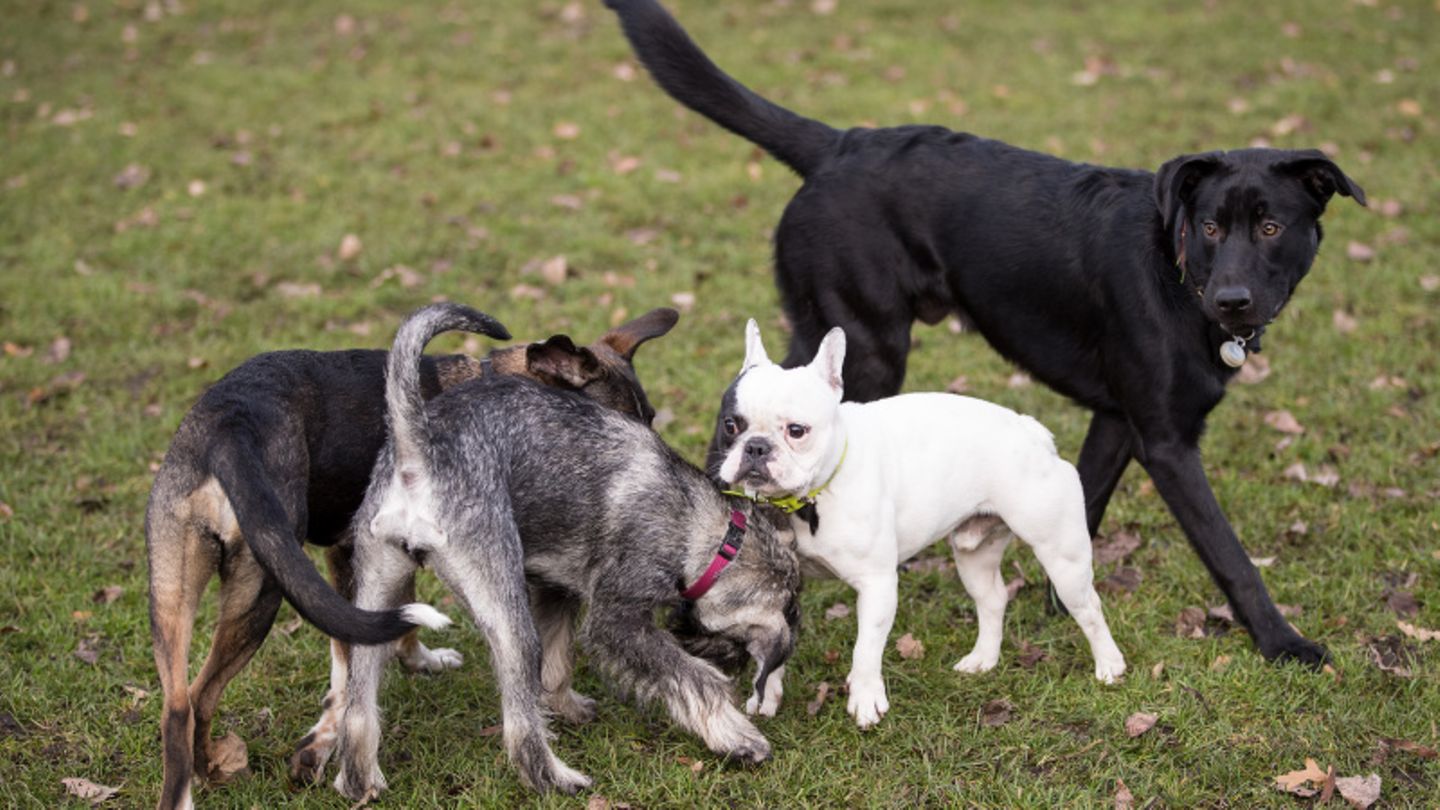Vier Hunde spielen in einem Park.
