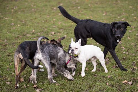 Vier Hunde spielen in einem Park.