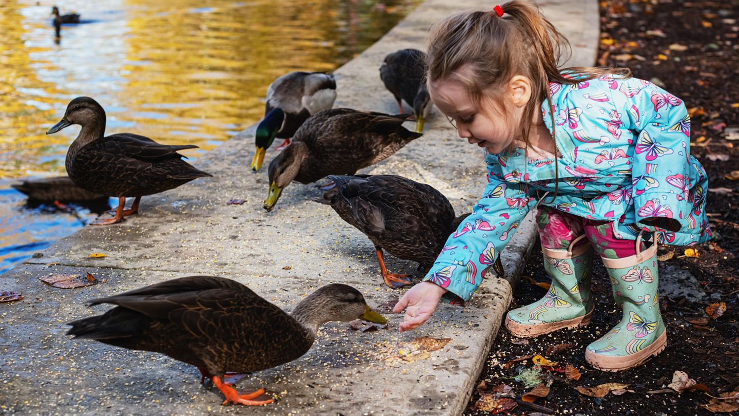 Ein Mädchen füttert Enten