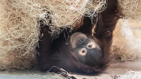 Vier Orang-Utans, wie dieser hier aus dem Zoo in Dresden, wurden in San Diego geimpft