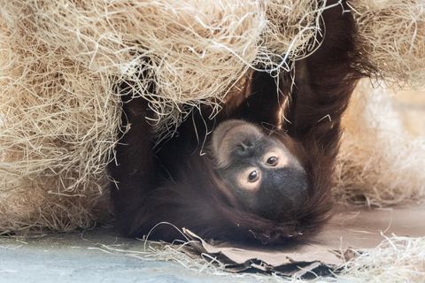 Vier Orang-Utans, wie dieser hier aus dem Zoo in Dresden, wurden in San Diego geimpft