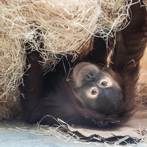 Vier Orang-Utans, wie dieser hier aus dem Zoo in Dresden, wurden in San Diego geimpft