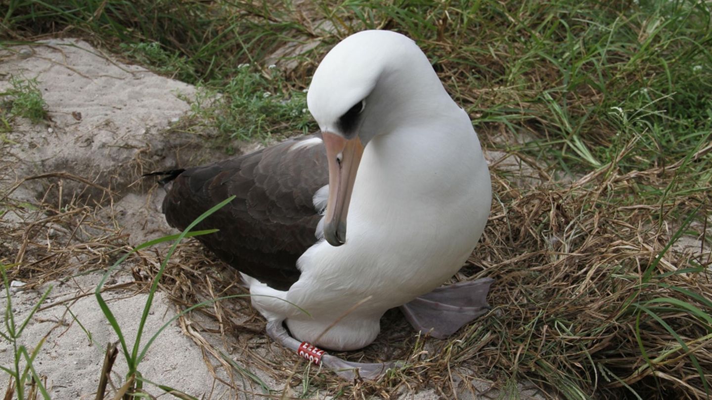 Albatrosdame Wisdom brütet ihr Ei und hat einen roten Fußring am Bein