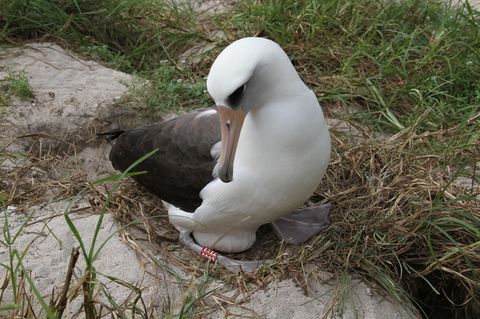 Albatrosdame Wisdom brütet ihr Ei und hat einen roten Fußring am Bein