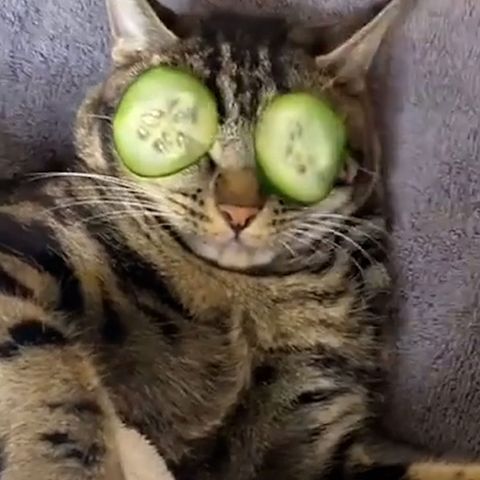 Katze genießt Wellness-Behandlung