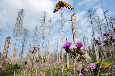 Bäume im Harz
