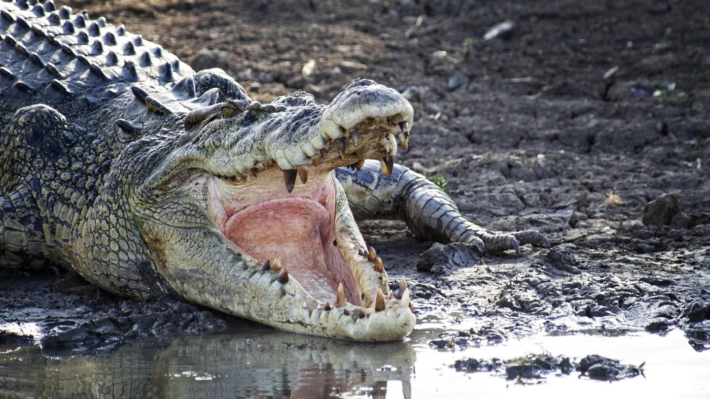 Ein Krokodil am Ufer eines Gewässers