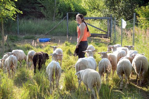 Eine Schäferin geht im Sonnenschein mit ihren Schafen über eine Weide.