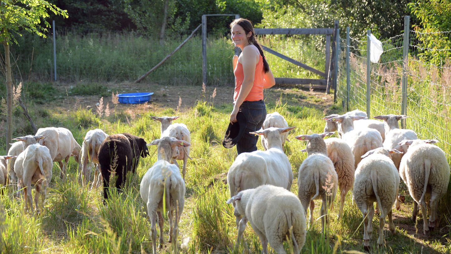 Un pastor camina por el prado con sus ovejas a la luz del sol.