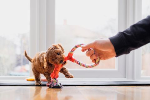 Erstausstattung für Hunde: So fühlt sich der vierbeinige Familienzuwachs wohl.