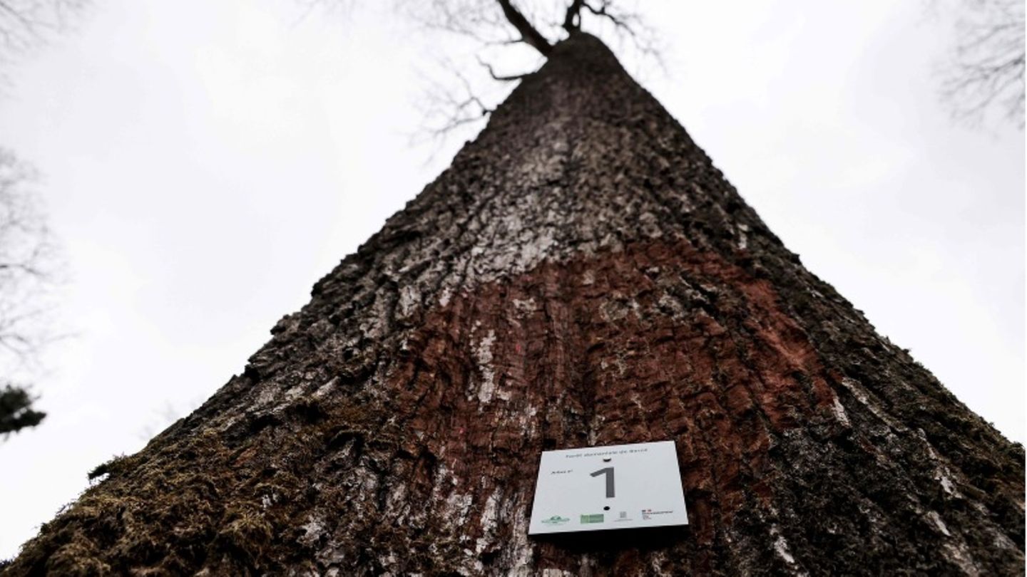 Ein Schild mit der Aufschrift "Baum Nummer 1" an eine Eiche genagelt, die für die Rekonstruktion von Notre Dame verwendet wird