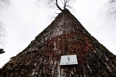 Ein Schild mit der Aufschrift "Baum Nummer 1" an eine Eiche genagelt, die für die Rekonstruktion von Notre Dame verwendet wird