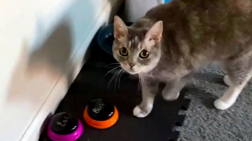 "Ich liebe dich!" – Katze lernt Sprechen mit Hilfe von elektronischen Buttons