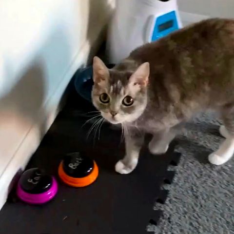 "Ich liebe dich!" – Katze lernt Sprechen mit Hilfe von elektronischen Buttons