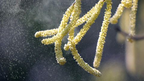 Pollen Coronavirus