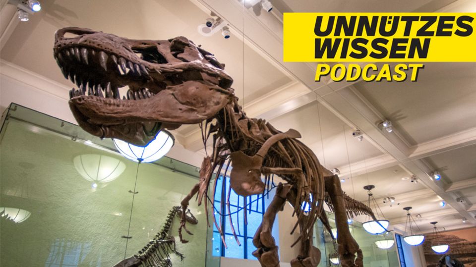 Unnützes Wissen: Dinosaurier lebten deutlich länger auf der Erde als Menschen