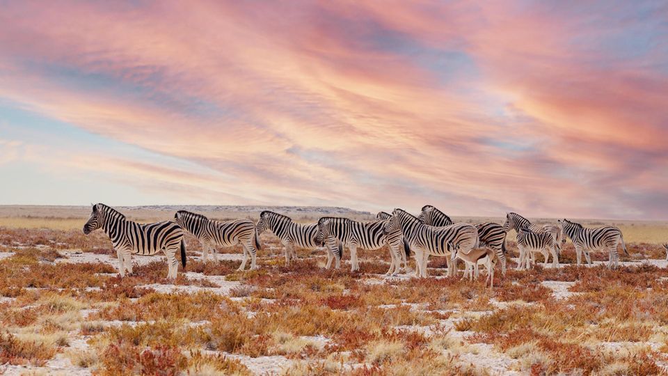 Eine Herde Zebras in der Savanne