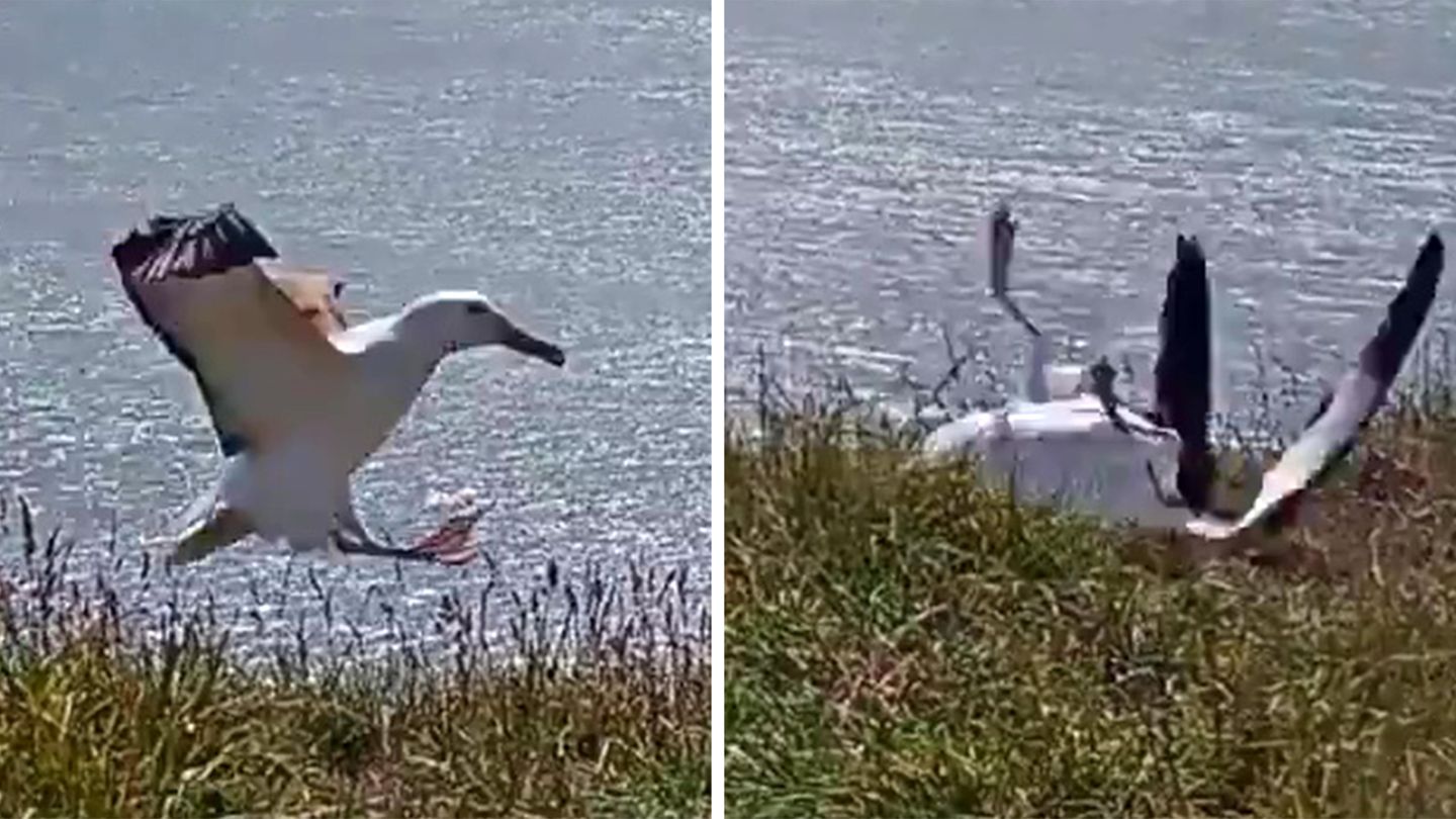 News in the video: crash landing in livestream makes Albatros “famous”