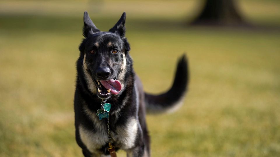 Schäferhund "Major" läuft über den Südrasen vor dem Weißen Haus