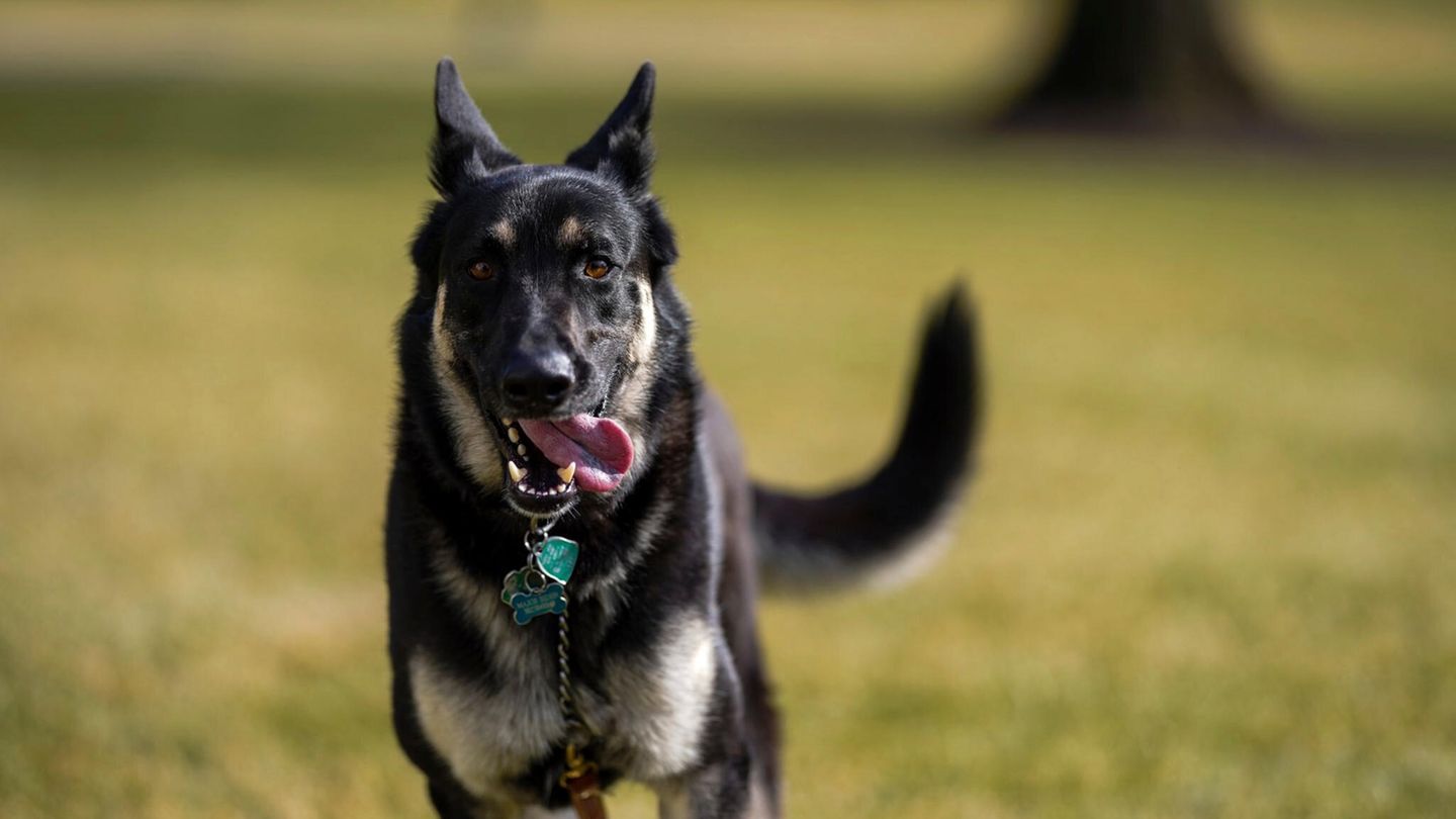 perro pastor "Posición - rango" Corre por el césped sur frente a la Casa Blanca.