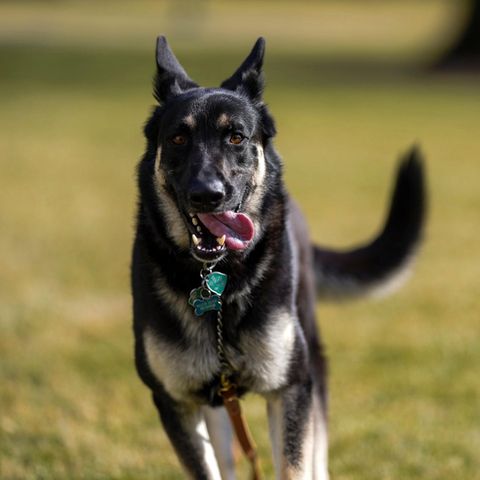 Schäferhund "Major" läuft über den Südrasen vor dem Weißen Haus