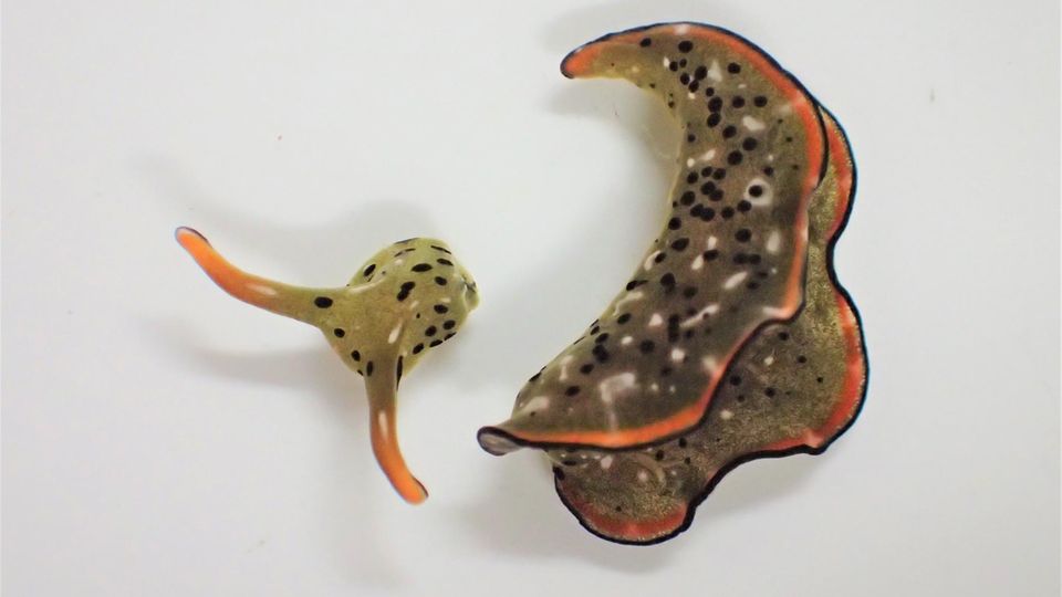 Seeschnecke Autotomie