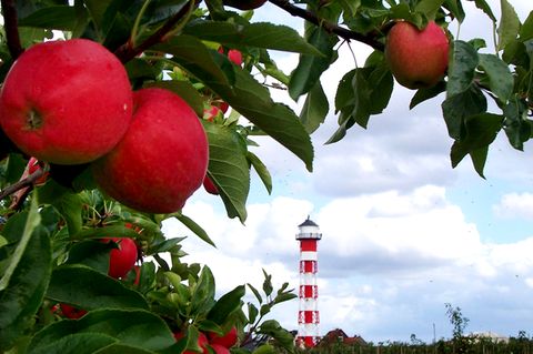 Ausfluges Altes Land bei Hamburg