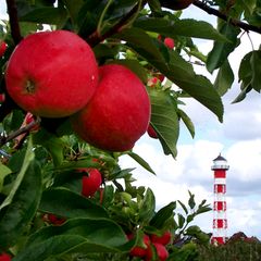 Ausfluges Altes Land bei Hamburg