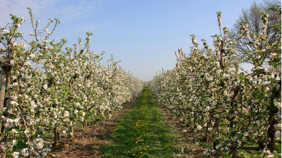 Ausflüge ins Umland: Das Alte Land vor den Toren Hamburgs steht vor der zweiten Apfelblüte ohne Touristen. Das Alte Land vor den Toren Hamburgs steht vor der zweiten Apfelblüte ohne Touristen.