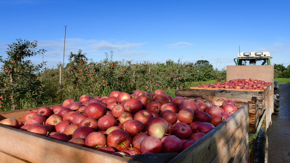 Ausflüge ins Umland: Zwischen August und November werden rund 265.000 Tonnen Äpfel geerntet. Hierfür brauchen die Obstbauern Unterstützung von Erntehelfern aus Osteuropa, deren Anreise im vergangenen Jahr durch Einreisebeschränkungen erschwert war. Zwischen August und November werden rund 265.000 Tonnen Äpfel geerntet. Hierfür brauchen die Obstbauern Unterstützung von Erntehelfern aus Osteuropa, deren Anreise im vergangenen Jahr durch Einreisebeschränkungen erschwert war.