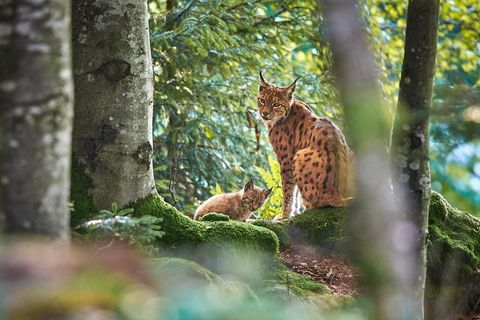 Zwischen Mai 2019 und Mai 2020 wurden 57 Jungluchse gezählt