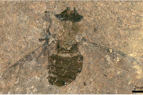 Eine fossile Fliege