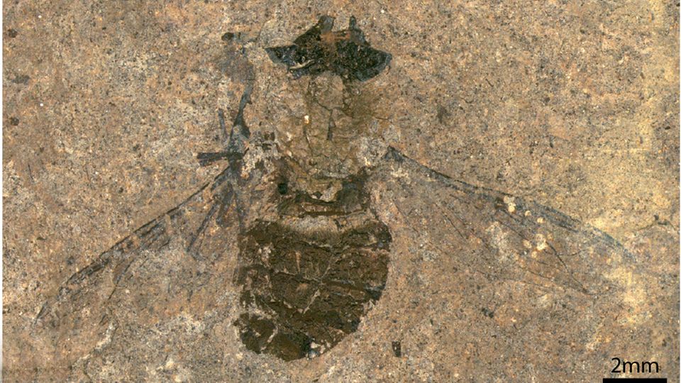 Eine fossile Fliege
