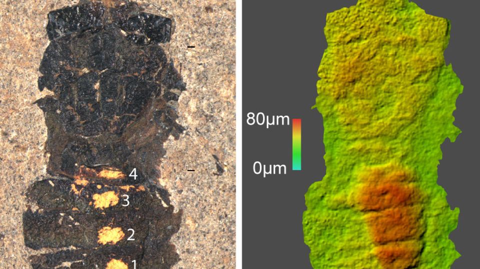 Die Fliege starb vor 47 Millionen Jahren – das war ihre letzte Mahlzeit Zwei Bilder nebeneinander zeigen den Magen einer fossilen Fliege in einer starken vergrößerung