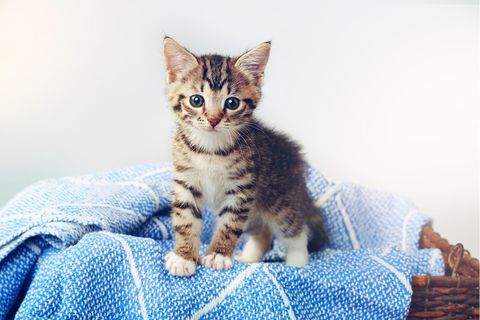 Eine Erstausstattung für Katzen ist wichtig