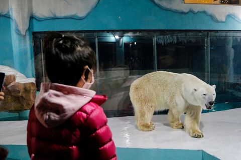 Von hinten ist ein kleines Mädchen mit schwarzen Haaren und rosa Jacke zu sehen, das einen Eisbären in einem Gehege anschaut