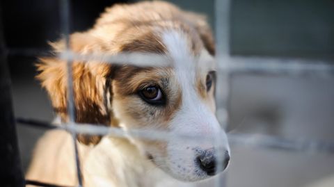 Ein Welpe blickt durch das Gitter eines Zwingers