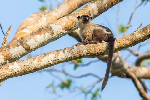 Ein Schwarzschwanz-Seidenäffchen-Männchen (Mico melanurus) in Brasilien
