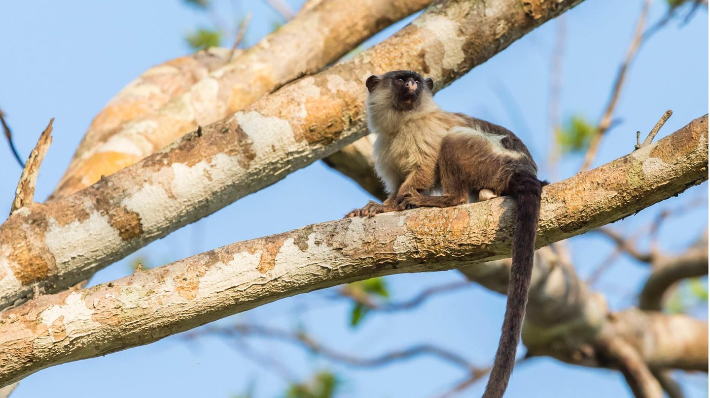 Ein Schwarzschwanz-Seidenäffchen-Männchen (Mico melanurus) in Brasilien